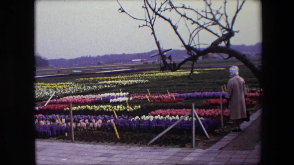 1967 Brussels-area home-movie frame with an adult visitor standing or walking near rows of colorful bulb flowers, framed by bare branches and distant open fields.