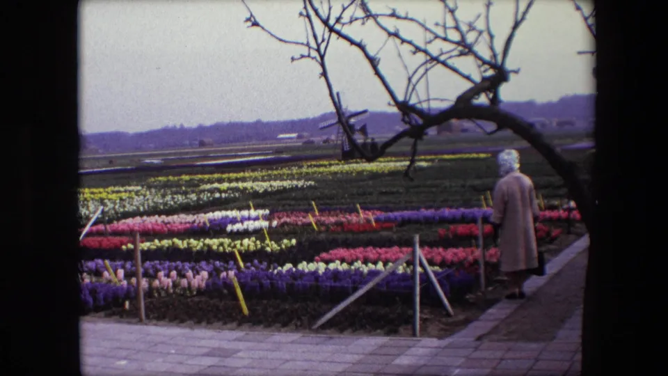 1967 Brussels-attributed 8mm frame showing a woman in a light coat and headscarf near rows of bright flowers, with bare branches overhead and a windmill on the horizon.