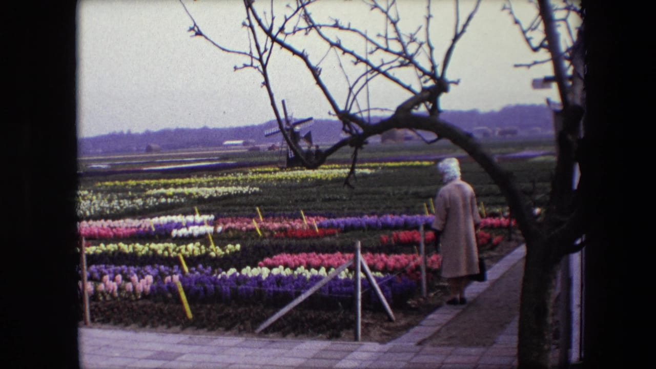 Woman walks along a paved garden path beside rows of flowers and a distant windmill.