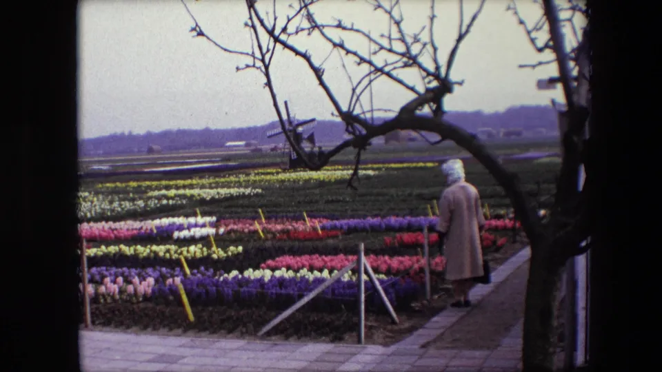 1967 Brussels-attributed home-movie frame of a woman moving along a paved path next to orderly pink, purple, yellow, and white flower beds, with a windmill beyond the fields.