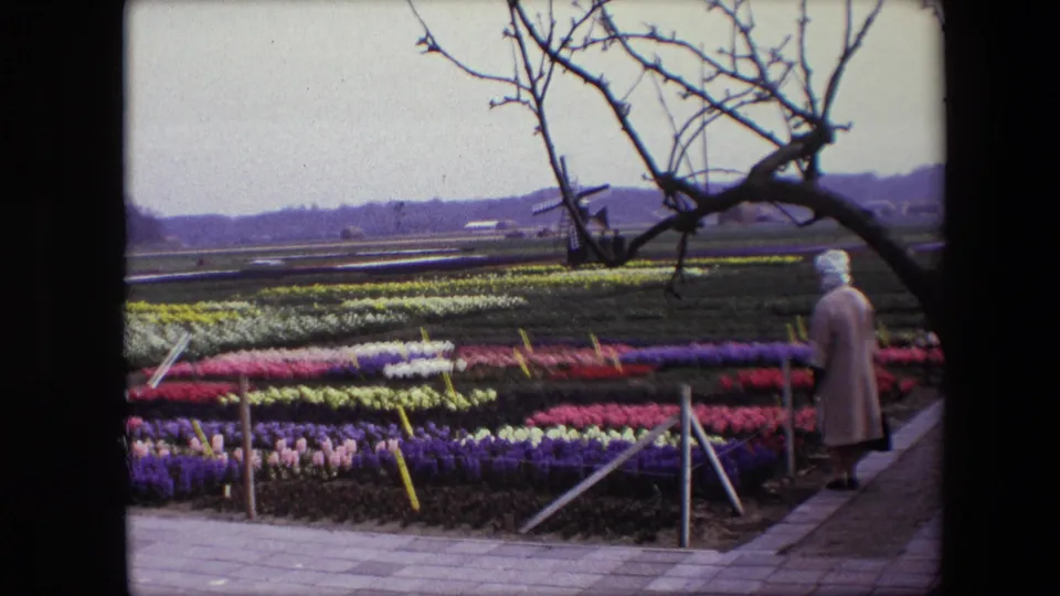 1967 Brussels-attributed 8mm frame with dense rows of colorful flowers, low supports and ropes, a woman near the right edge, bare branches above, and open fields beyond.
