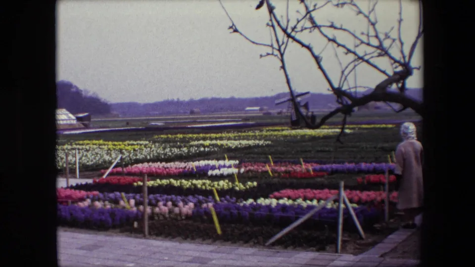 1967 Brussels-attributed home-movie frame showing a wider view of ordered flower rows, the woman near the right edge of the path, bare tree branches, distant fields, and a traditional windmill.