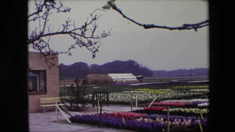 1967 Brussels 8mm frame showing colorful rows of flowers near a brick building, yellow bench, greenhouse roofs, and bare branches in the foreground.