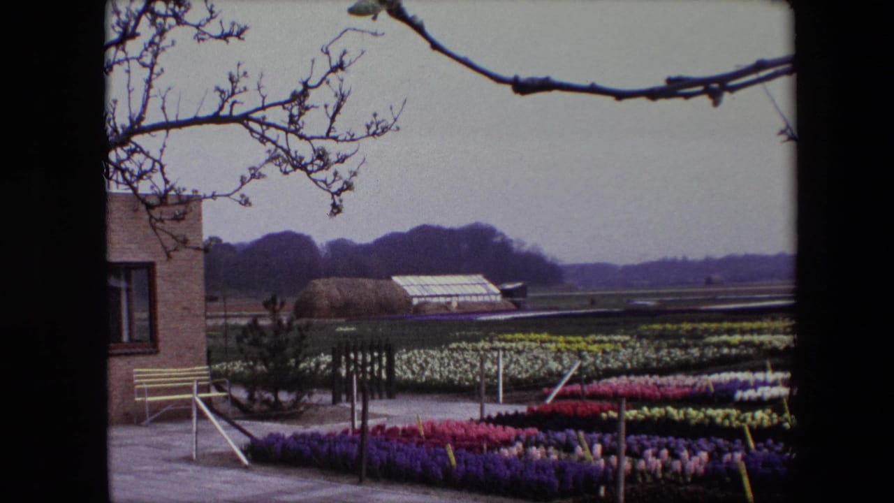 Rows of colorful flowers stretch past a bench and greenhouse under an overcast sky.
