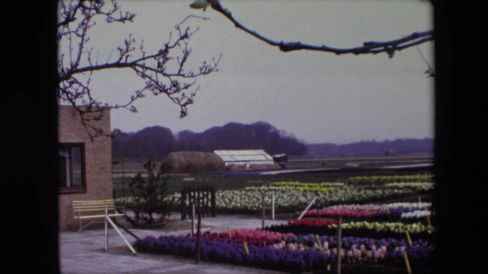 1967 Brussels garden view with neat purple, pink, yellow, and white flower beds, a yellow bench, greenhouse roofs, and bare branches crossing the top of the frame.