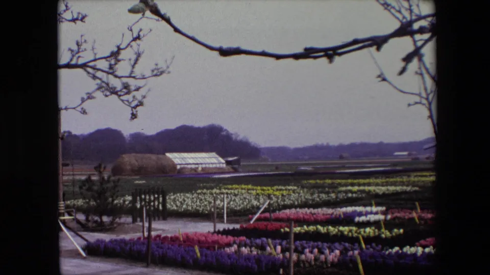 1967 Brussels 8mm frame with flower beds in the foreground, bare branches above, greenhouse structures beyond the beds, and low trees along the horizon.