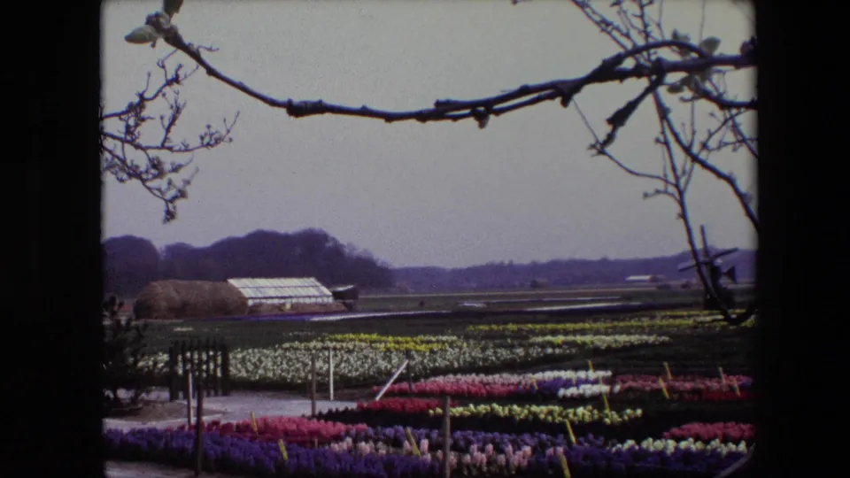 1967 Brussels home-movie frame showing ordered flower rows beneath bare branches, with greenhouse roofs, open fields, and a distant tree line in the background.