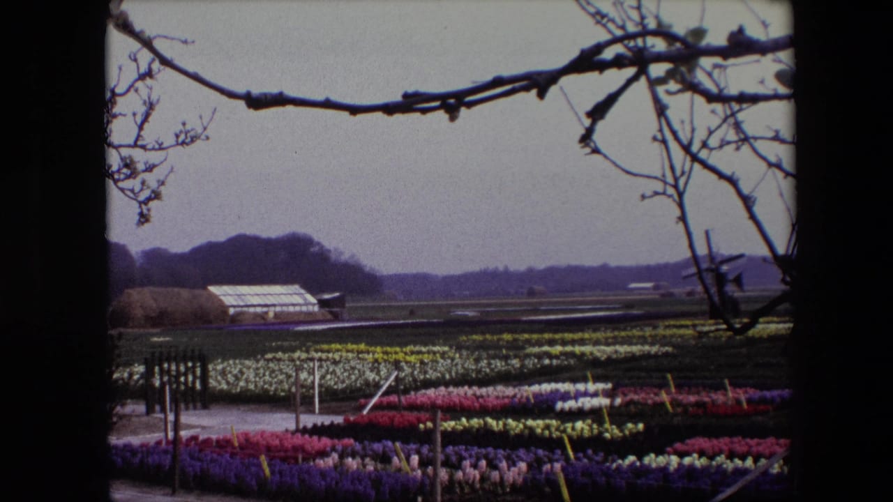 1967 Brussels-area home-movie frame showing colorful flower rows in a countryside field, with a greenhouse, distant windmill, low hills, and bare tree branches in the foreground.