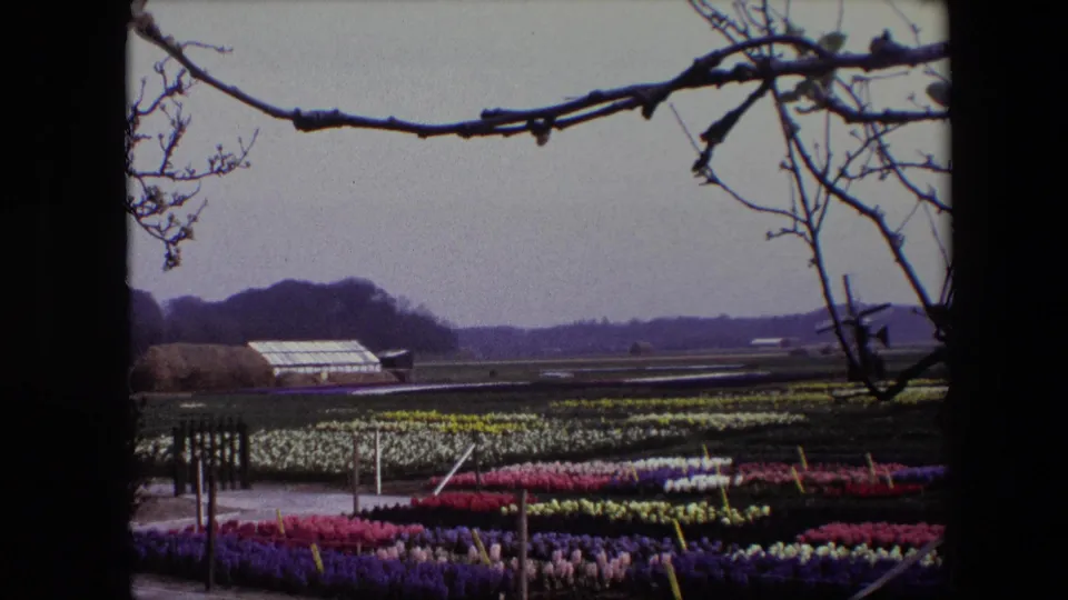 1967 Brussels-area home-movie frame showing colorful flower rows in a countryside field, with a greenhouse, distant windmill, low hills, and bare tree branches in the foreground.