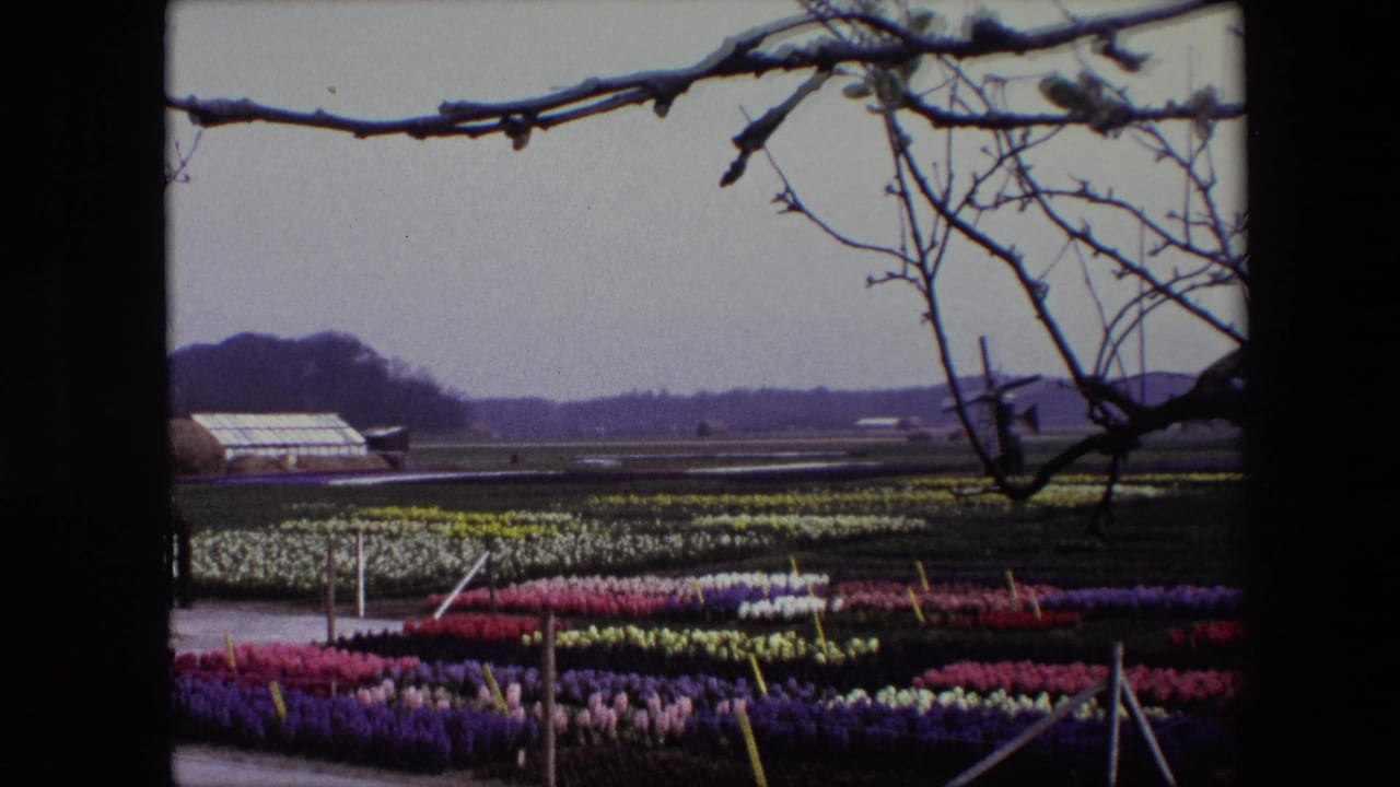Rows of flowers stretch across a flat field with a greenhouse and windmill beyond bare branches.