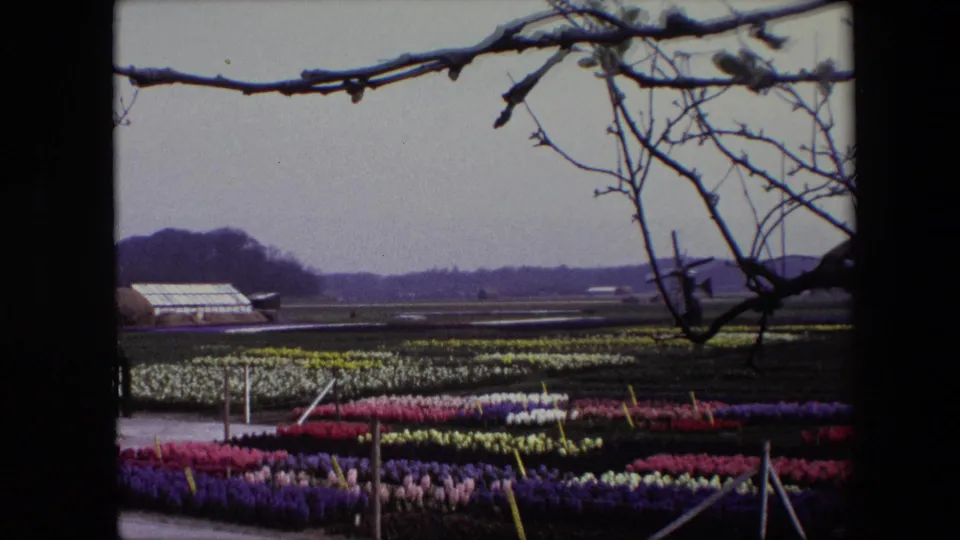 1967 Brussels-area 8mm frame of cultivated flower beds in purple, pink, white, and yellow, with a greenhouse, distant windmill, and leafless branches crossing the top of the view.