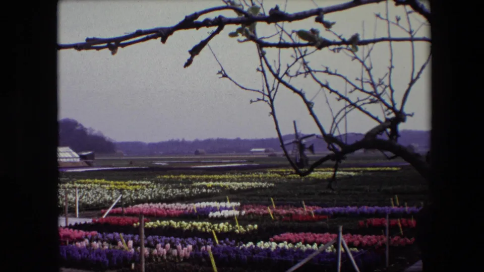 1967 Brussels-area countryside frame showing dense rows of flowers in the foreground, flat agricultural land beyond, a small distant structure, and dark bare branches across the upper edge.