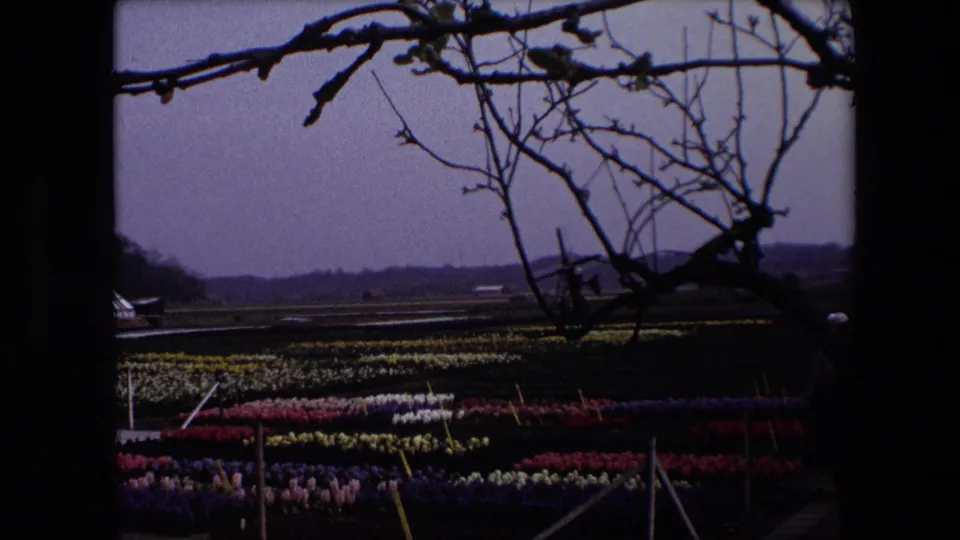 1967 Brussels-area home-movie frame with colorful flower rows in the lower field, bare branches in the foreground, and a partially obscured windmill on the distant rural horizon.
