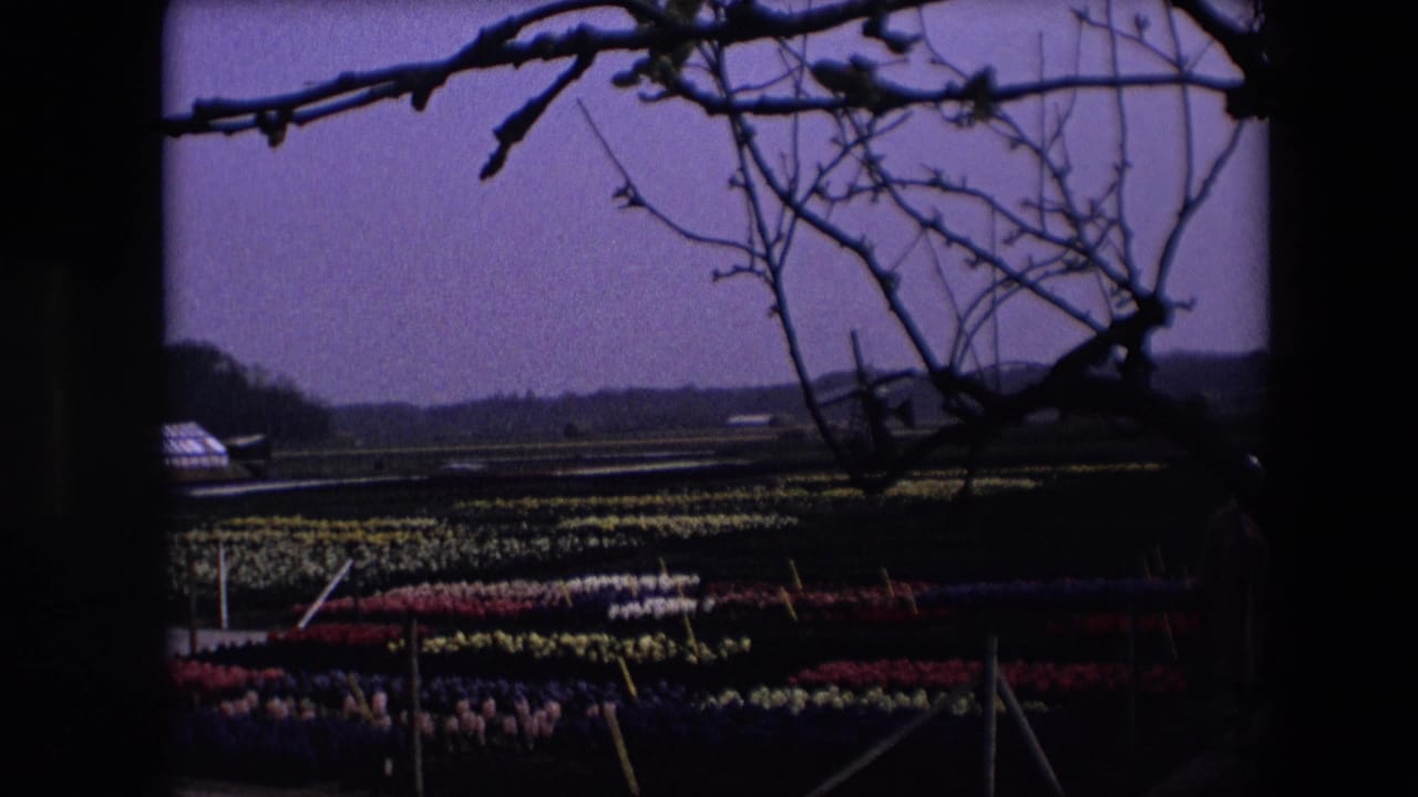 1967 Brussels-area 8mm frame showing a dim flower field with rows of color partly visible beneath silhouetted branches and a dark sky.