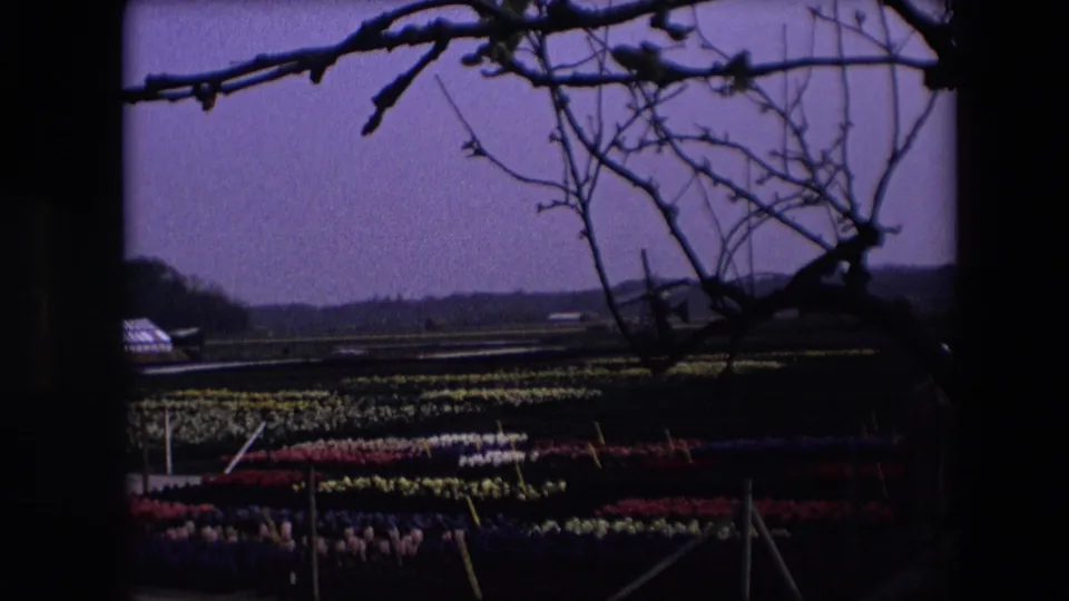 1967 Brussels-area 8mm frame showing a dim flower field with rows of color partly visible beneath silhouetted branches and a dark sky.