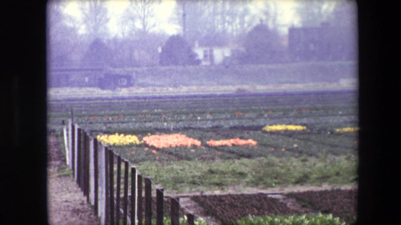 1967 Brussels-area 8mm frame showing a flower field in pale daylight, with yellow and pink rows near a wooden fence and distant buildings behind bare trees.