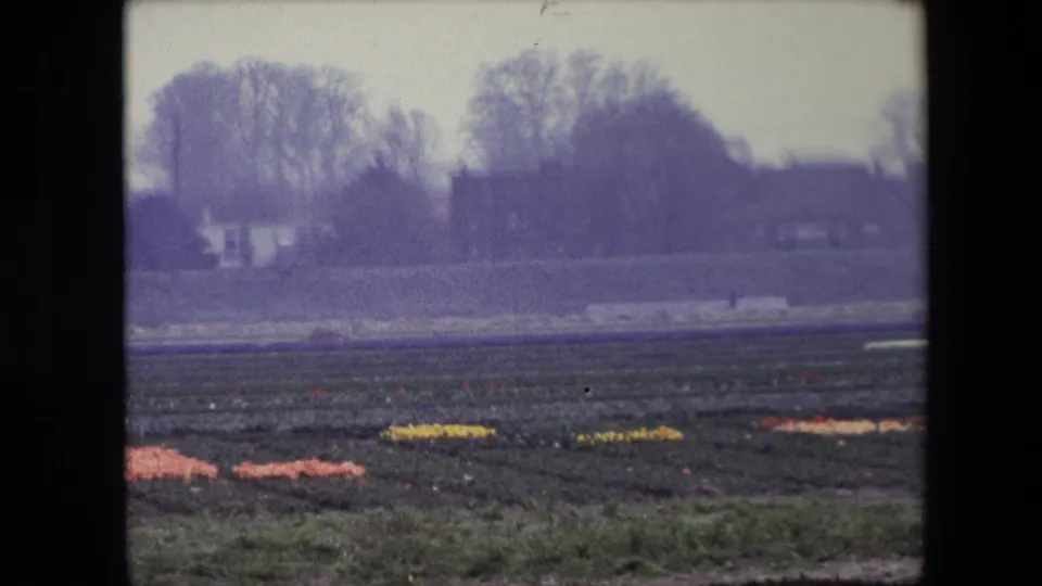 1967 Brussels-area 8mm frame showing a daylit cultivated flower field with low yellow and pink blooms, bare trees, and distant buildings softened by haze and film grain.
