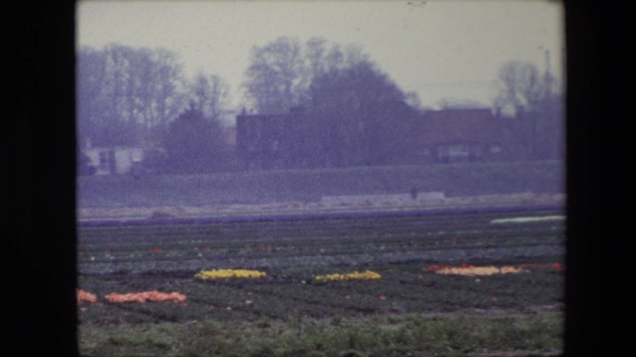 1967 Brussels-area 8mm frame showing dark cultivated rows with small patches of flowers, distant houses, hedges, and bare trees in soft overcast light.