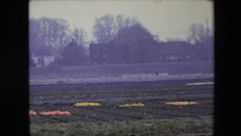 1967 Brussels-area 8mm frame showing dark cultivated rows with small patches of flowers, distant houses, hedges, and bare trees in soft overcast light.