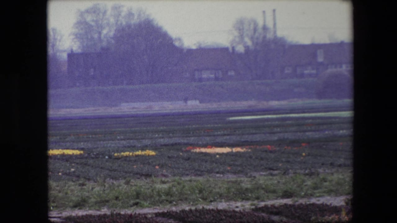 Dark field rows with low flowers, distant houses, and trees beyond a hedge.