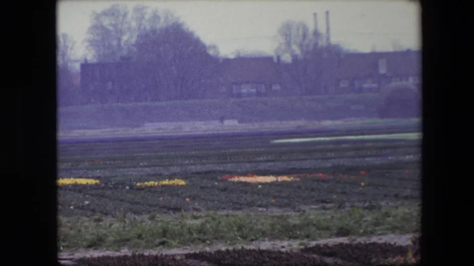 1967 Brussels-area 8mm view across rows of cultivated soil and scattered flower color toward brick houses, hedges, and leafless trees.