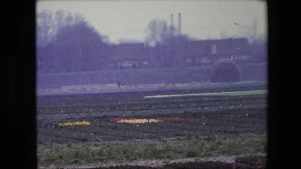 1967 Brussels-area home-movie frame of cultivated flower rows with a grassy foreground and a rounded hay bale or shrub shape near distant houses.
