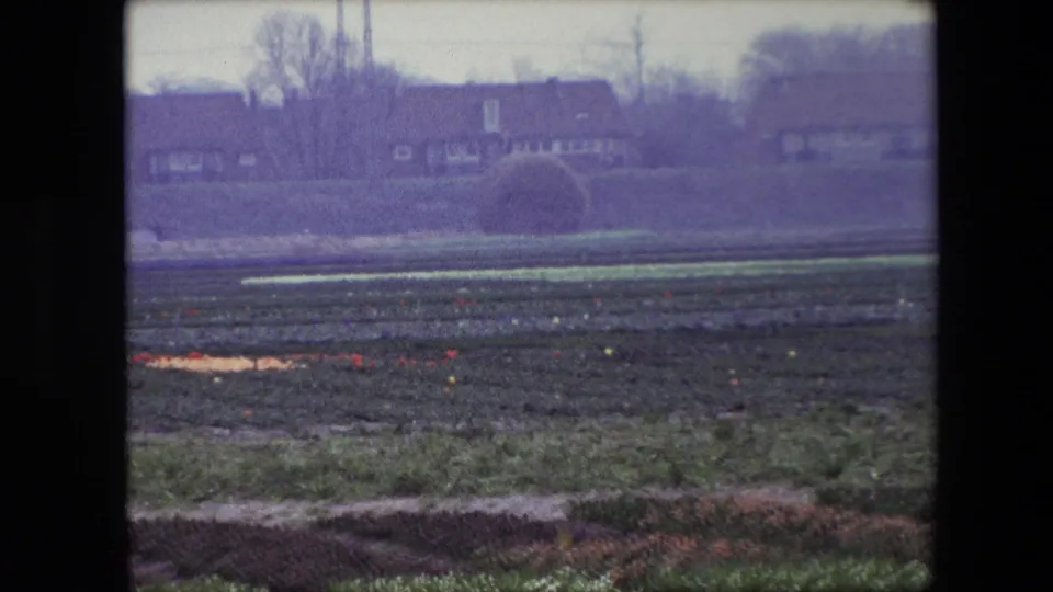 1967 Brussels-area 8mm frame showing a cultivated flower field, green foreground growth, distant residential buildings, hedges, and bare trees under gray light.