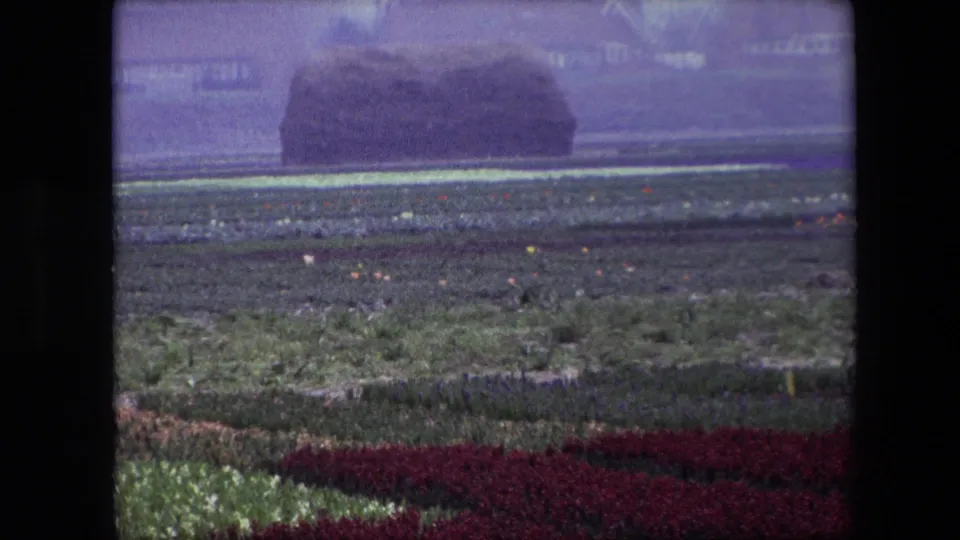 1967 Brussels-area 8mm frame showing a large hay bale across a cultivated field, with red and green foreground crops and distant buildings softened by purple film fading.