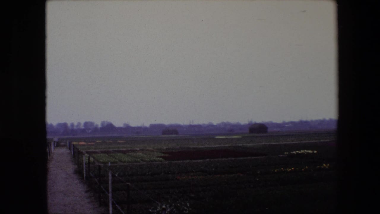 1967 8mm view near Brussels showing orderly flower fields beneath a pale overcast sky, with a narrow path and low fence along the left edge.