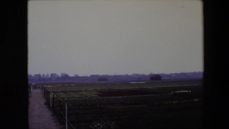 1967 8mm view near Brussels showing orderly flower fields beneath a pale overcast sky, with a narrow path and low fence along the left edge.