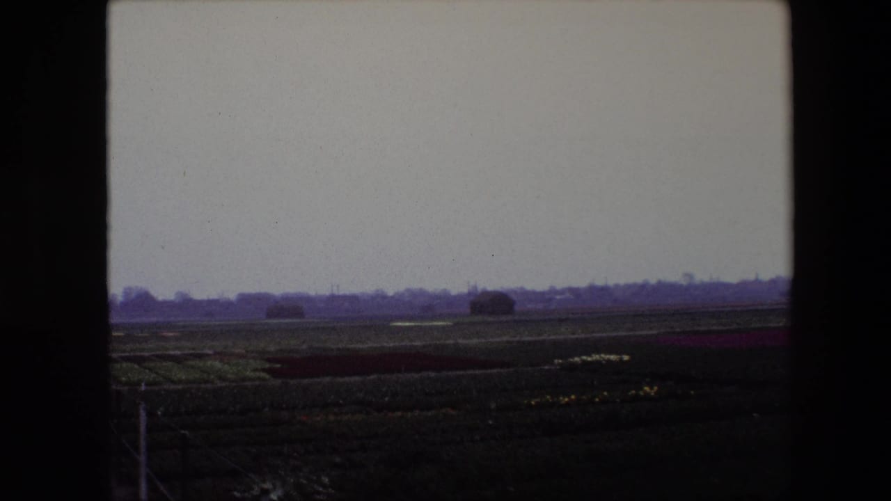 Wide flower-field view with low horizon, distant trees, and dark film borders.