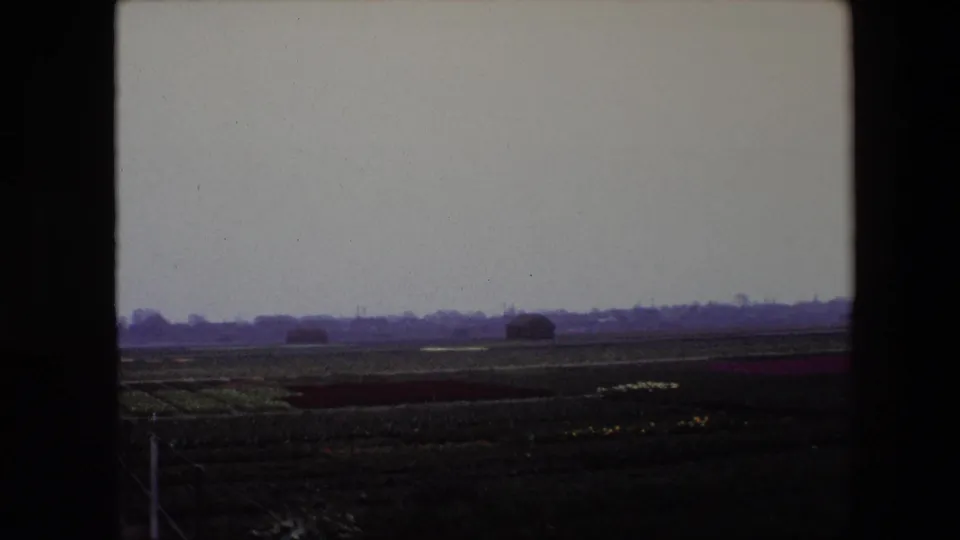 Wide 1967 8mm frame of Brussels-area flower fields, showing dark planted rows, a flat horizon, distant trees, and heavy film-frame borders.
