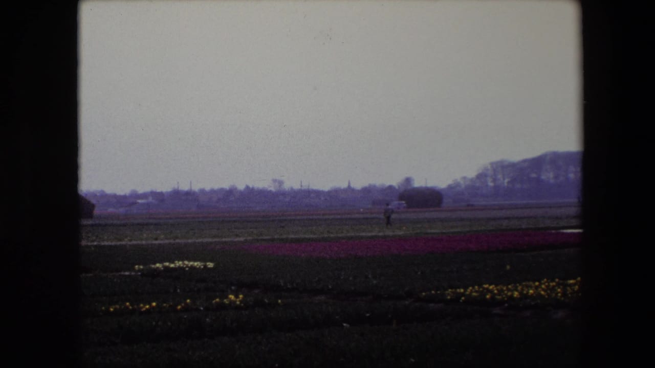 Flower rows and a small person in the distance near a treeline.