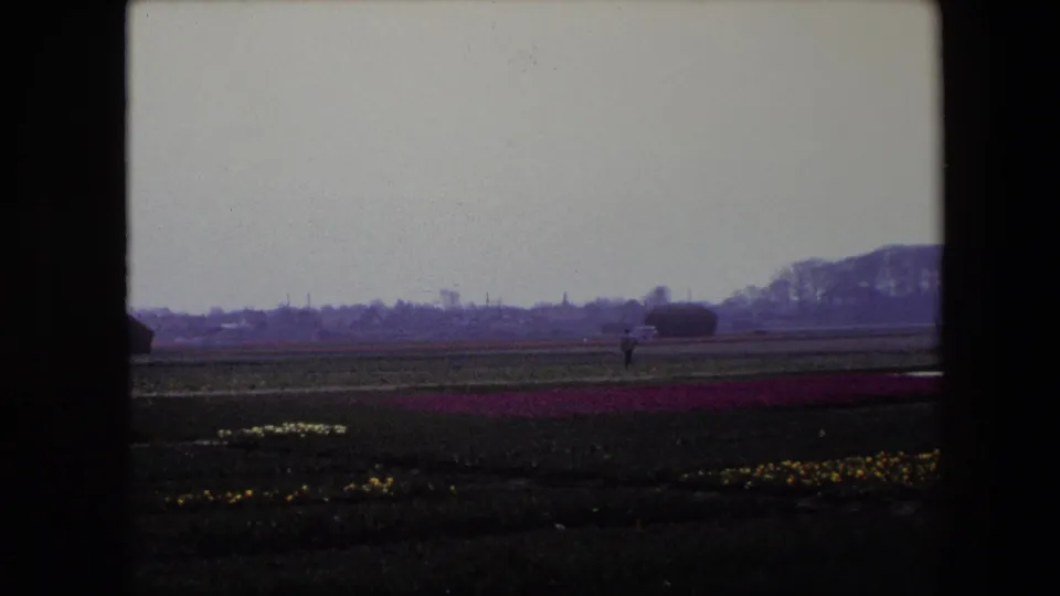 A flat Brussels-area flower field appears in soft 8mm color, with a distant walker near the horizon and low trees beyond the cultivated rows.