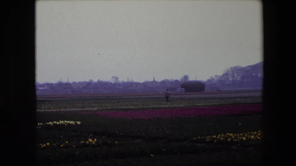 Home-movie footage from the stated 1967 Brussels setting shows a lone person walking across a broad flower field, with purple rows and scattered yellow blooms in the foreground.