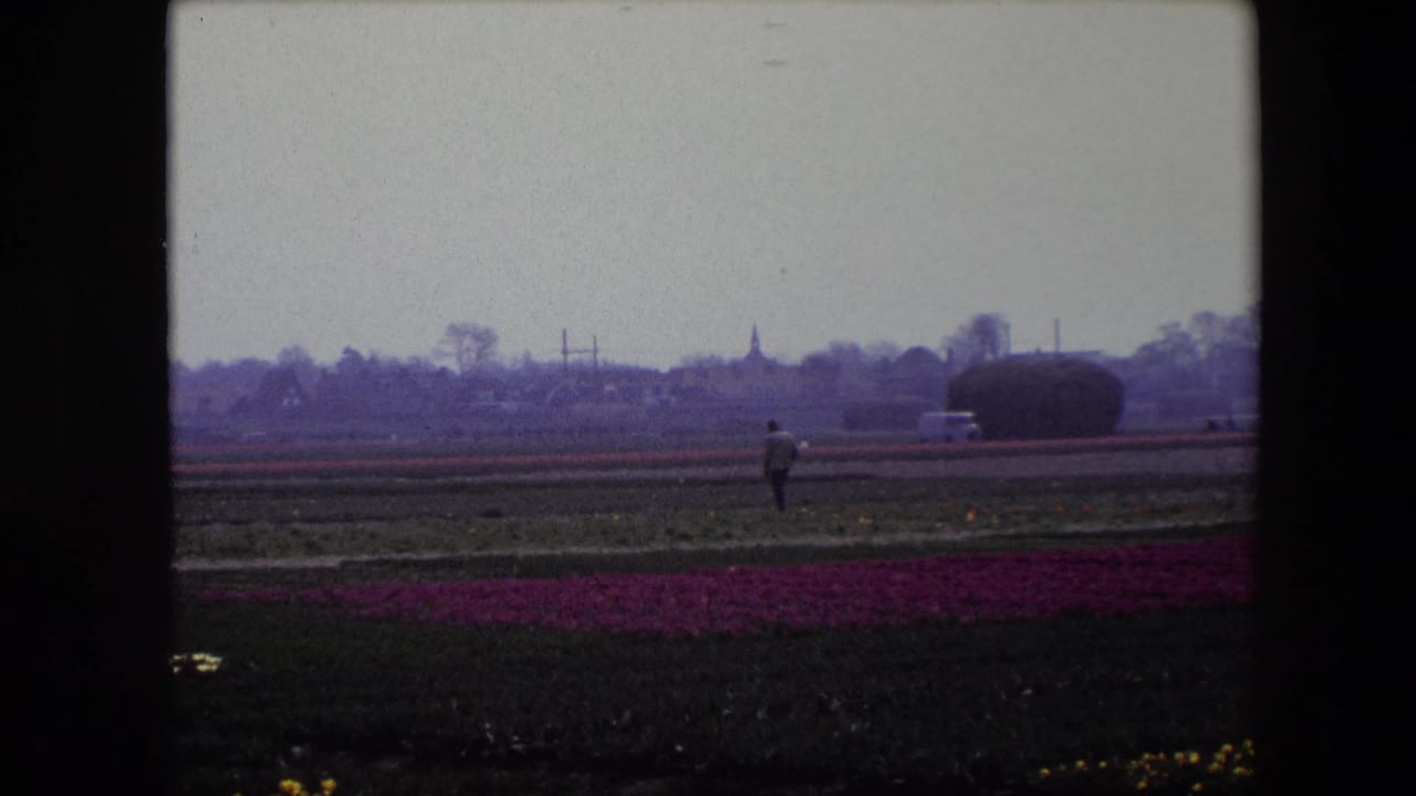 Wide tulip field with a distant man walking near a village skyline.