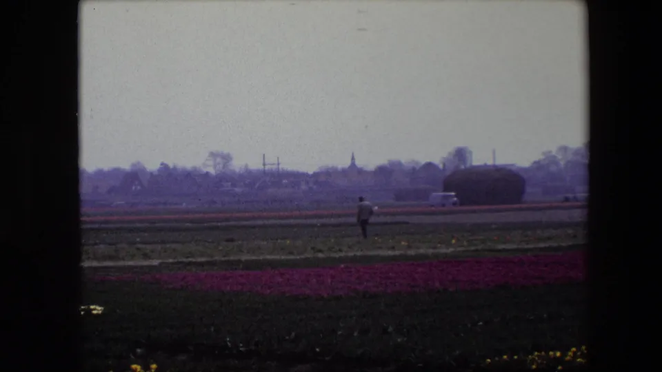 Wide 1967 Brussels-area 8mm frame showing pink tulip rows, a distant man in the field, low village buildings, utility poles, and a church steeple under a gray sky.