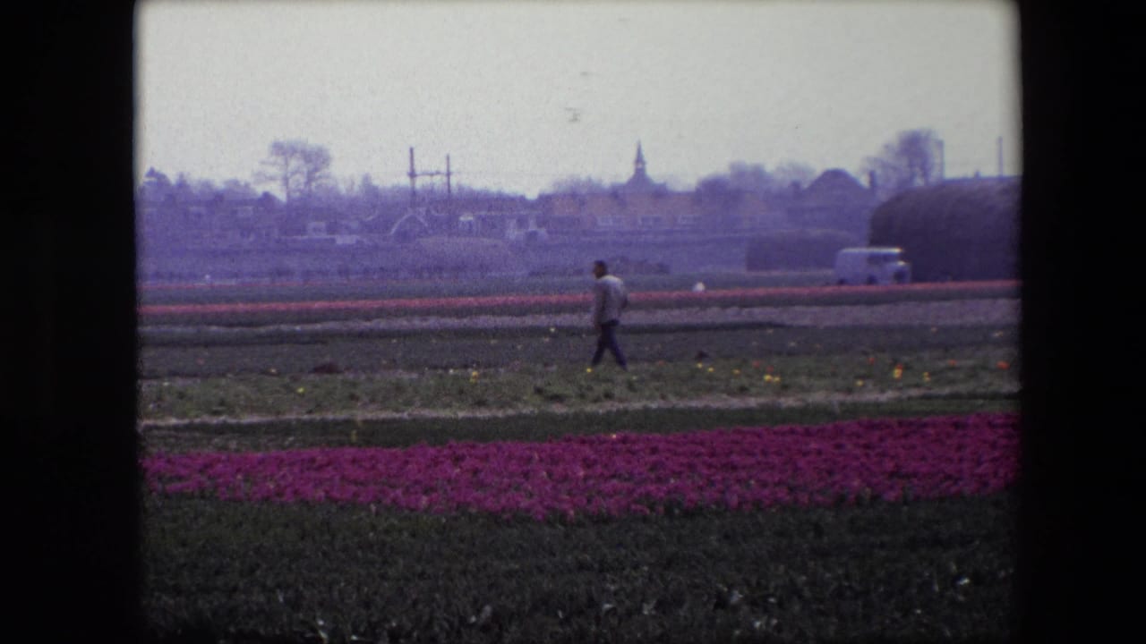 Man walking across rows of tulips with a village and church steeple beyond the field.