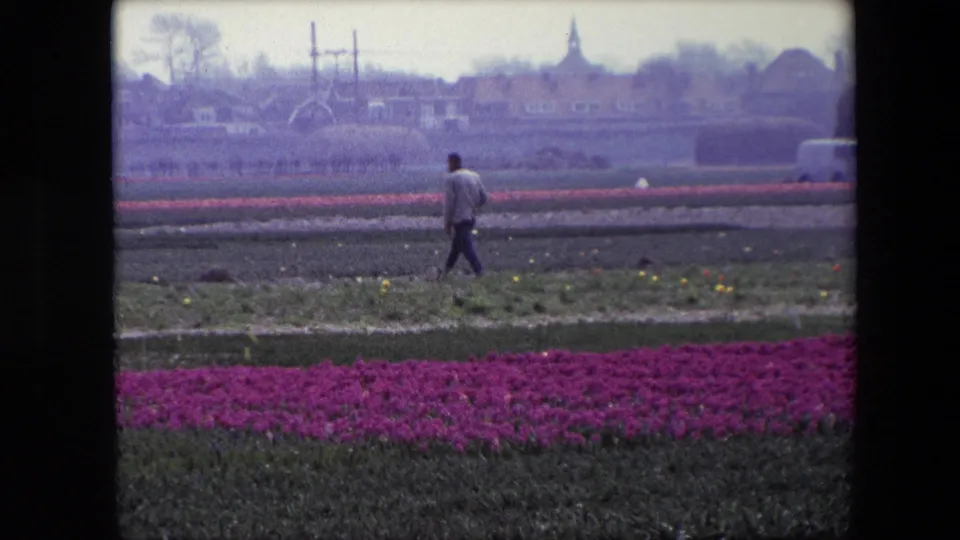 Closer 1967 Brussels-area 8mm frame of a man walking through cultivated tulip fields, with vivid pink blooms in the foreground and a soft village backdrop beyond the rows.