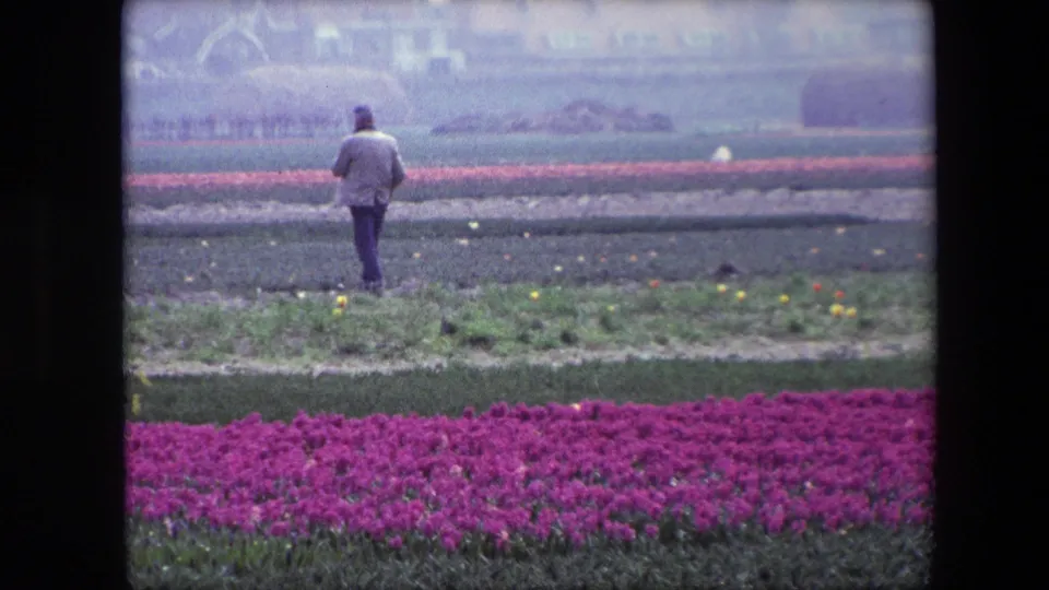 1967 Brussels-area 8mm frame showing the man from behind as he walks away across tulip fields, with bright pink flower rows, green ground cover, and a hazy village edge in the distance.