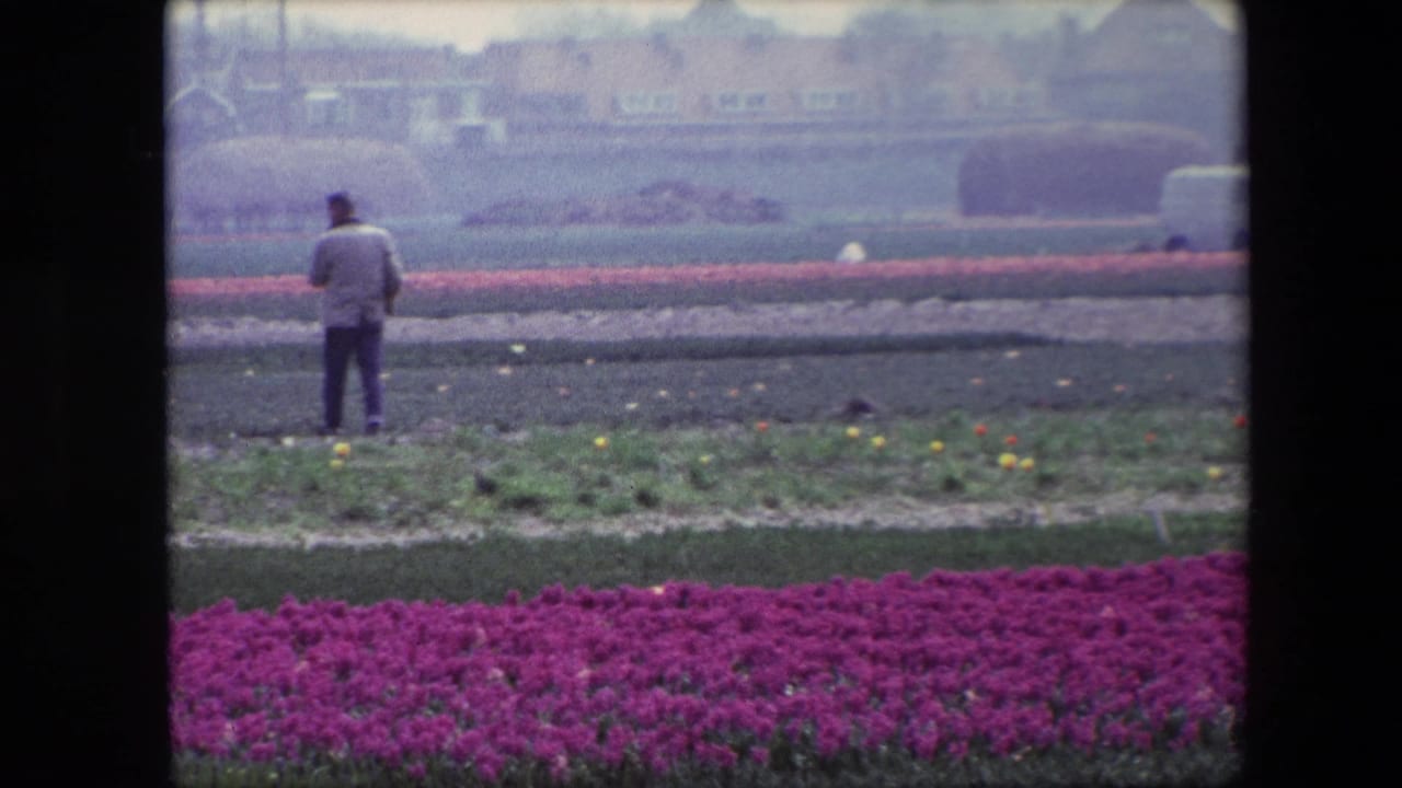 1967 Brussels home-movie frame showing a man in a light jacket near purple flower rows, with soil beds, distant buildings, and hazy trees in the background.