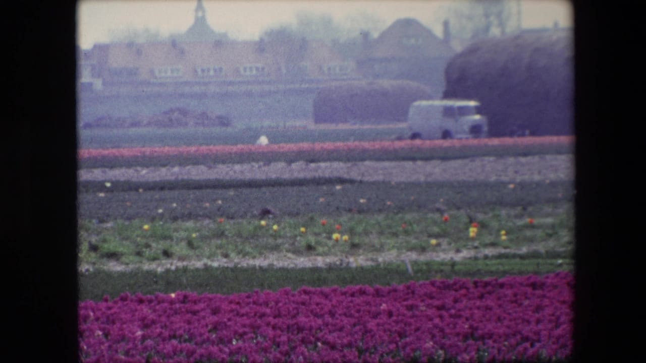 1967 Brussels home-movie frame with purple flowers in the foreground, cultivated beds across the middle distance, and a white van near rounded field rolls and distant buildings.