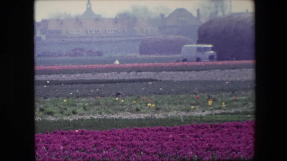 1967 Brussels home-movie frame with purple flowers in the foreground, cultivated beds across the middle distance, and a white van near rounded field rolls and distant buildings.