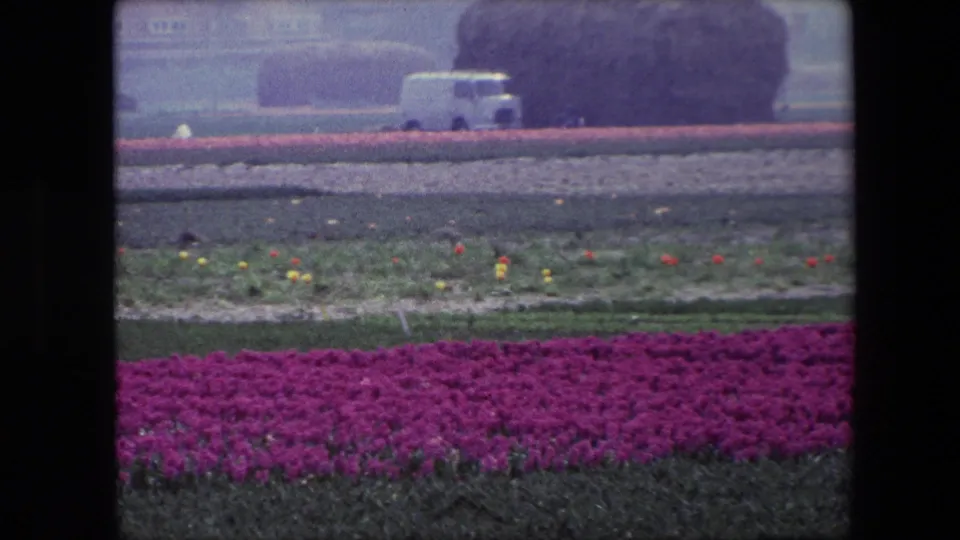 1967 Brussels home-movie frame showing dense purple blooms in front, scattered yellow and red flowers across the field, and a white van moving behind the beds.