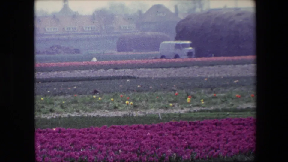 1967 Brussels home-movie frame with purple flowers filling the lower frame, cultivated land across the middle, and a white van near large rounded rolls beneath distant buildings and trees.