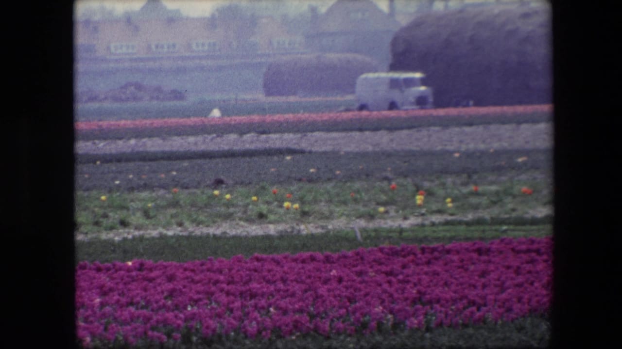 1967 Brussels-area 8mm frame showing purple tulip rows in the foreground, a red flower band, a white van, and hazy buildings near the town edge.