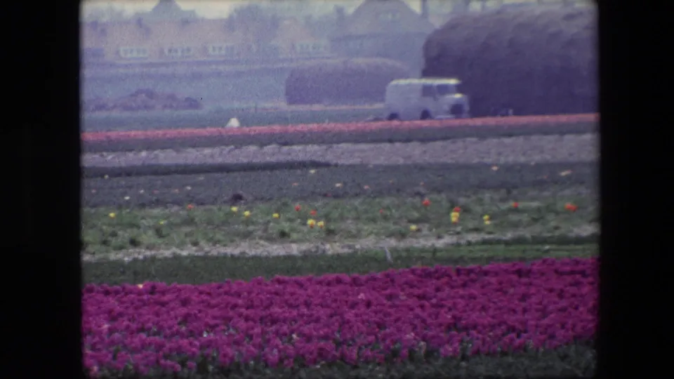 1967 Brussels-area 8mm frame showing purple tulip rows in the foreground, a red flower band, a white van, and hazy buildings near the town edge.