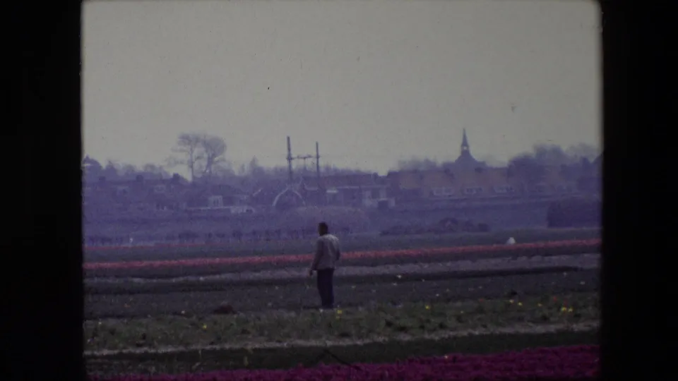 1967 Brussels-area 8mm frame with a solitary adult man standing in the middle distance, purple tulips in the foreground, and hazy town structures behind him.