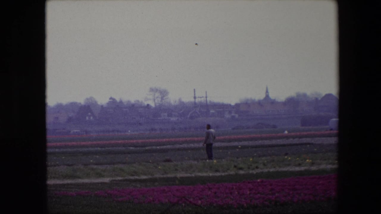 1967 Brussels-area 8mm frame showing a solitary figure in light clothing standing among low rows of purple and red tulips, with trees, rooftops, and a church steeple in the distance.