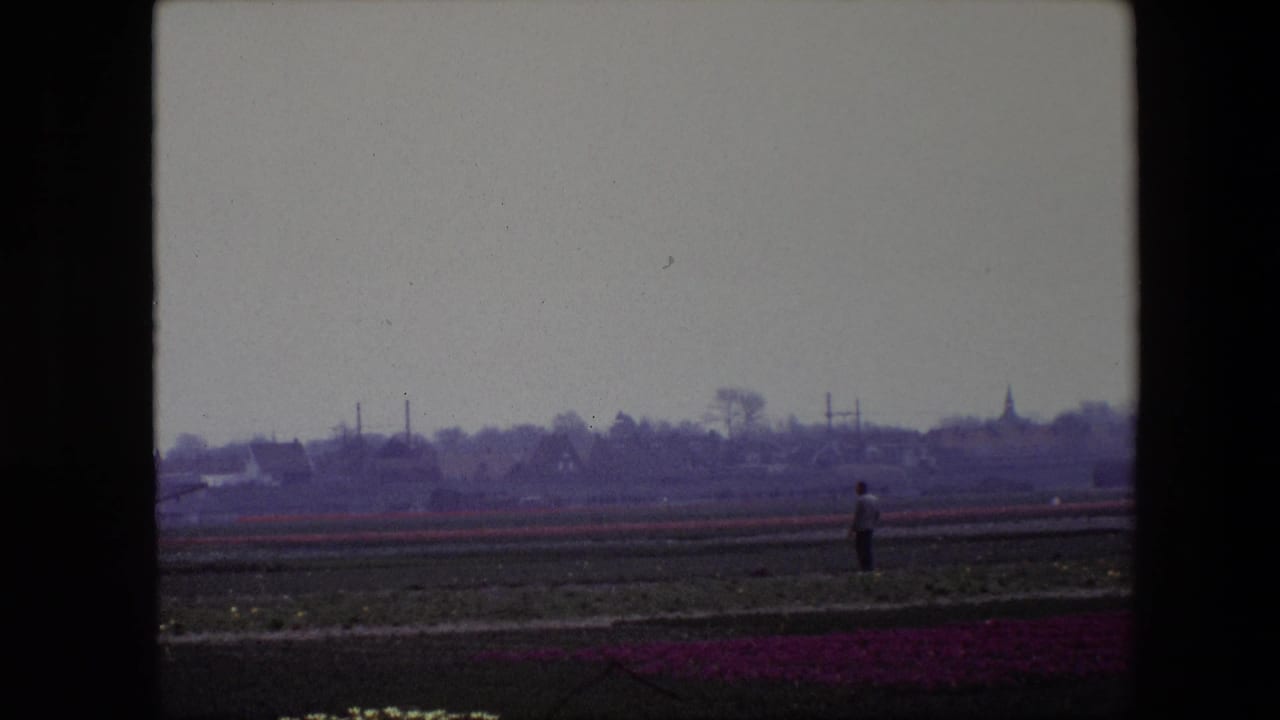 A distant figure stands near horizontal flower rows with a low village skyline beyond the field.